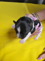 Black/white Yorkie #1, a female Yorkshire Terrier for sale in Palm Coast, FL – Photo 4 of 4