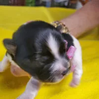 Black/white Toy Biewer Yorkie female #1, a female Yorkshire Terrier for sale in Palm Coast, FL – Photo 1 of 4