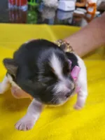 Black/white Yorkie #1, a female Yorkshire Terrier for sale in Palm Coast, FL – Photo 1 of 4