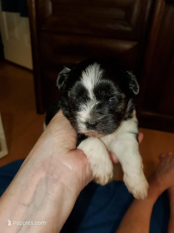 Black/white Toy Biewer Yorkie female #1 – Yorkshire Terrier puppy for sale in Palm Coast, FL