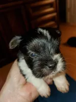 Black/white Toy Biewer Yorkie Female, a female Yorkshire Terrier for sale in Palm Coast, FL – Photo 3 of 4