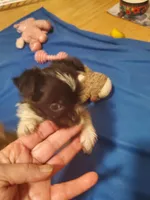 Black/white Toy Biewer Yorkie Female, a female Yorkshire Terrier for sale in Palm Coast, FL – Photo 1 of 4