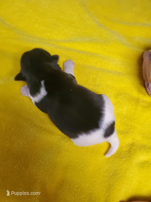 Black/ white Yorkie female # 2, a female Yorkshire Terrier for sale in Palm Coast, FL – Photo 1 of 4