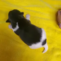 Black/ white Biewer Yorkie Toy female # 2, a female Yorkshire Terrier for sale in Palm Coast, FL – Photo 1 of 4