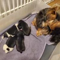 Black/ white Biewer Yorkie Toy female # 2, a female Yorkshire Terrier for sale in Palm Coast, FL – Photo 4 of 4