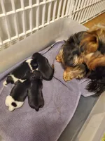 Black/ white Yorkie female # 2, a female Yorkshire Terrier for sale in Palm Coast, FL – Photo 4 of 4