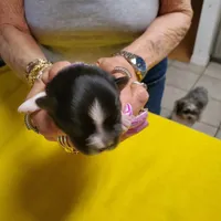 Black/ white Biewer Yorkie Toy female # 2, a female Yorkshire Terrier for sale in Palm Coast, FL – Photo 3 of 4