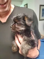 Black/tan Toy Yorkie Male, a male Yorkshire Terrier for sale in Palm Coast, FL – Photo 5 of 6
