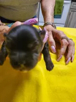 Black/tan Yorkie male, a male Yorkshire Terrier for sale in Palm Coast, FL – Photo 1 of 4