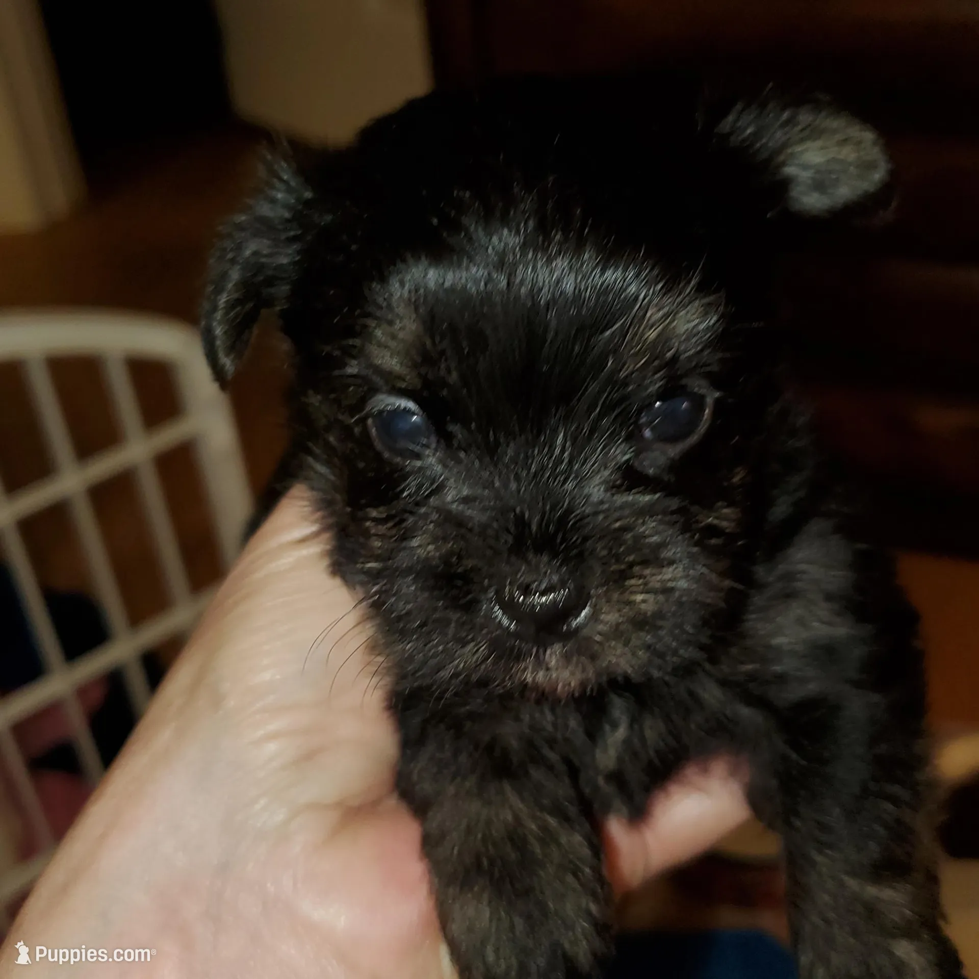 Black/tan Toy Yorkie male – Yorkshire Terrier puppy for sale in Palm Coast, FL