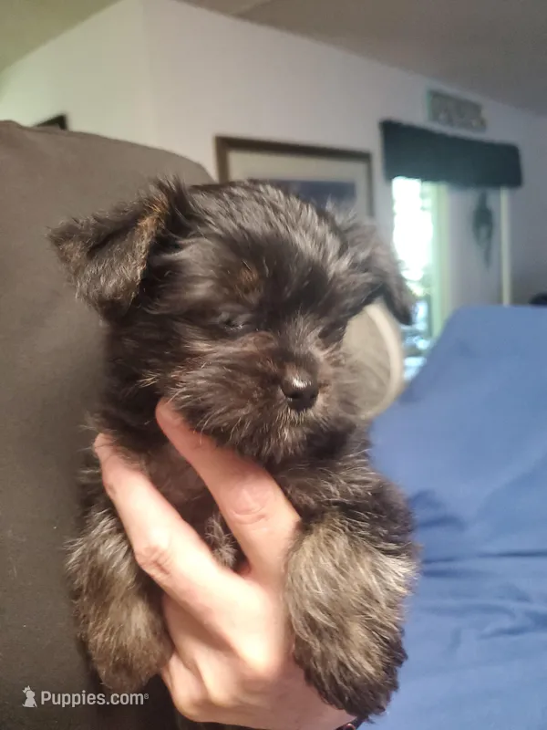 Black/tan Toy Yorkie Male – Yorkshire Terrier puppy for sale in Palm Coast, FL