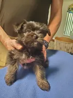 Black/tan Toy Yorkie Male, a male Yorkshire Terrier for sale in Palm Coast, FL – Photo 2 of 6