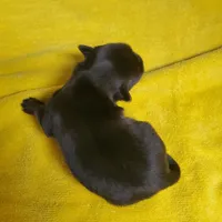 Black/tan Toy Yorkie Male, a male Yorkshire Terrier for sale in Palm Coast, FL – Photo 6 of 6