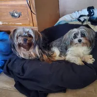 Black/tan Toy Yorkie Male, a male Yorkshire Terrier for sale in Palm Coast, FL – Photo 3 of 6