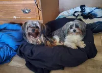 Black/tan Yorkie male, a male Yorkshire Terrier for sale in Palm Coast, FL – Photo 2 of 4