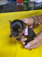 Black/tan Yorkie female , a female Yorkshire Terrier for sale in Palm Coast, FL – Photo 1 of 4