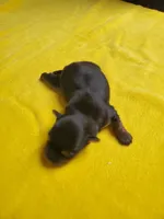 Black/tan Yorkie female , a female Yorkshire Terrier for sale in Palm Coast, FL – Photo 3 of 4