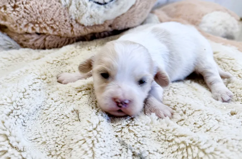 Gadee – Cavachon puppy for sale in Baileyville, KS