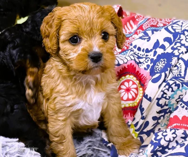 Harper – Cavapoo puppy for sale in Baileyville, KS