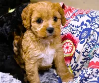 Harper, a female Cavapoo for sale in Baileyville, KS – 1 of 7