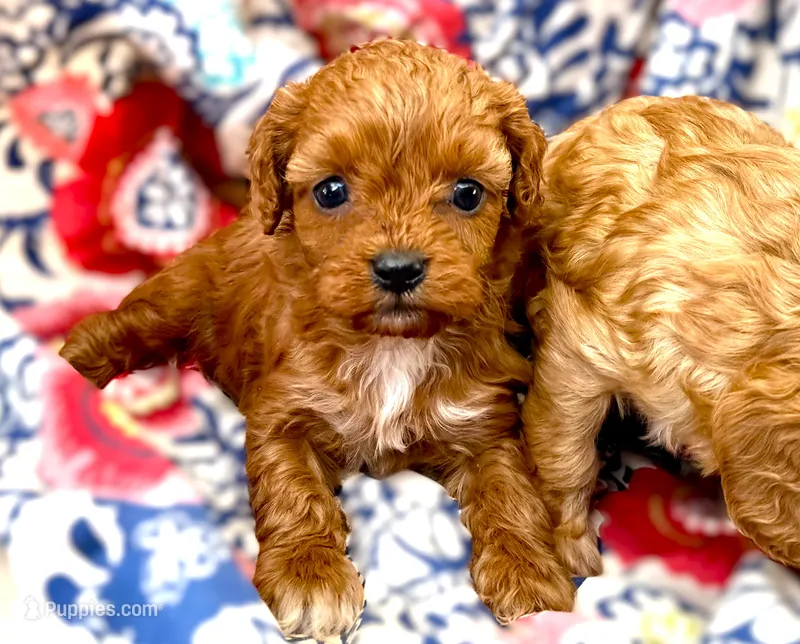 Macy – Cavapoo puppy for sale in Baileyville, KS