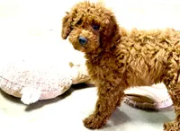 Grace, a female Miniature Labradoodle for sale in Baileyville, KS – 3 of 5