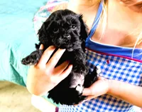 Misty, a female Cavapoo for sale in Baileyville, KS – 3 of 6