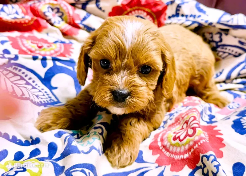 Syd – Cavapoo puppy for sale in Baileyville, KS