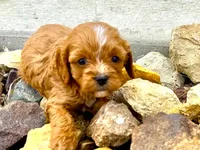 Syd, a female Cavapoo for sale in Baileyville, KS – Photo 2 of 2