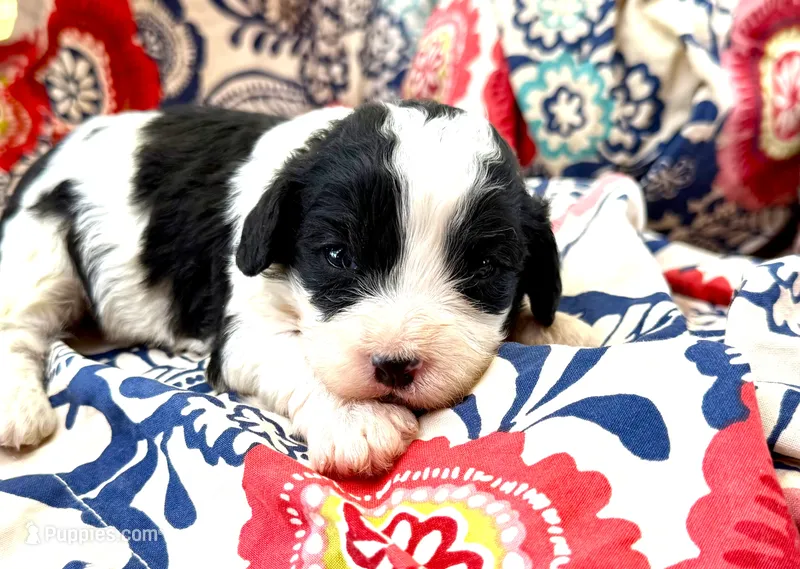 Duke – Cavachon puppy for sale in Baileyville, KS