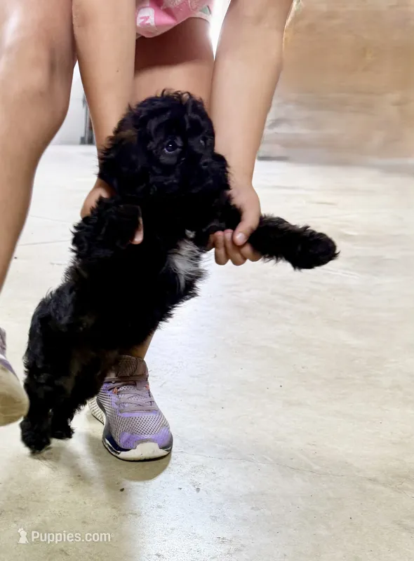 Beauty – Cavapoo puppy for sale in Baileyville, KS