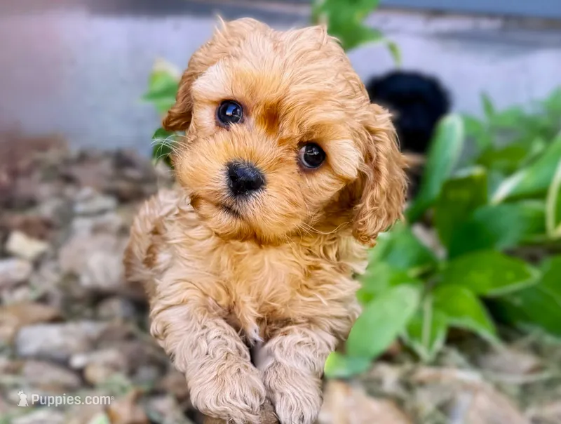 Tye – Cavapoo puppy for sale in Baileyville, KS