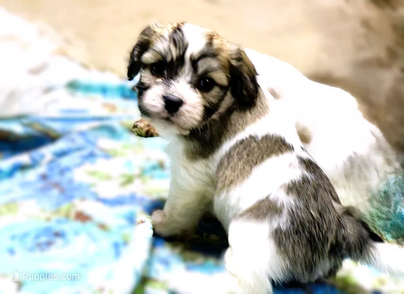 Tye – Cavachon puppy for sale in Baileyville, KS