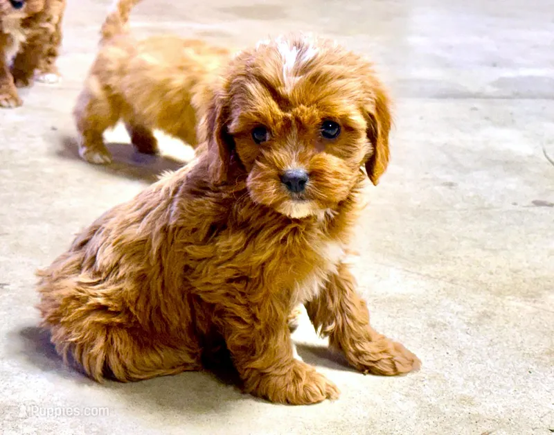 Blakely – Cavapoo puppy for sale in Baileyville, KS