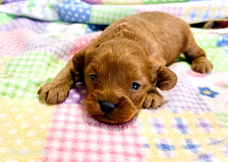 Reed – Cavapoo puppy for sale in Baileyville, KS