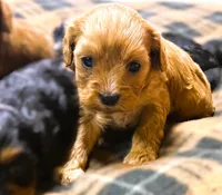 Lucy, a female Cavapoo for sale in Baileyville, KS – 2 of 4