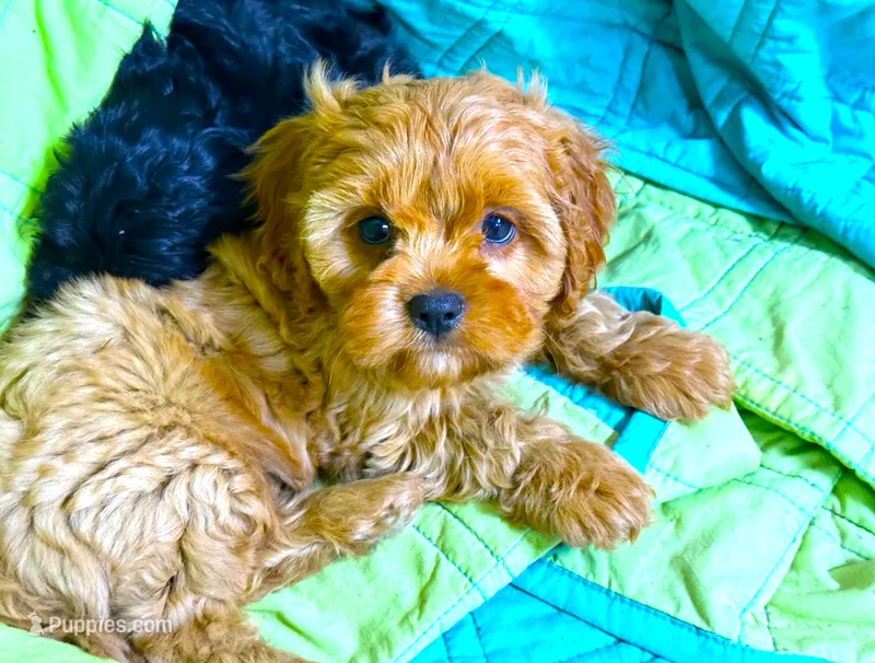 Tye – Cavapoo puppy for sale in Baileyville, KS