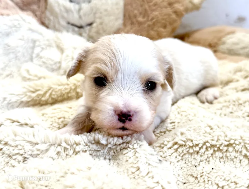 Gradee – Cavachon puppy for sale in Baileyville, KS
