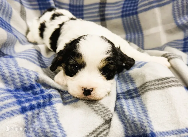 Sophie – Cavachon puppy for sale in Baileyville, KS