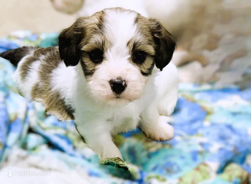 Max – Cavachon puppy for sale in Baileyville, KS