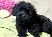 Lena, a female Cavapoo for sale in Baileyville, KS – 2 of 3
