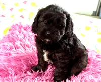 Max, a male Cavapoo for sale in Baileyville, KS – 3 of 4