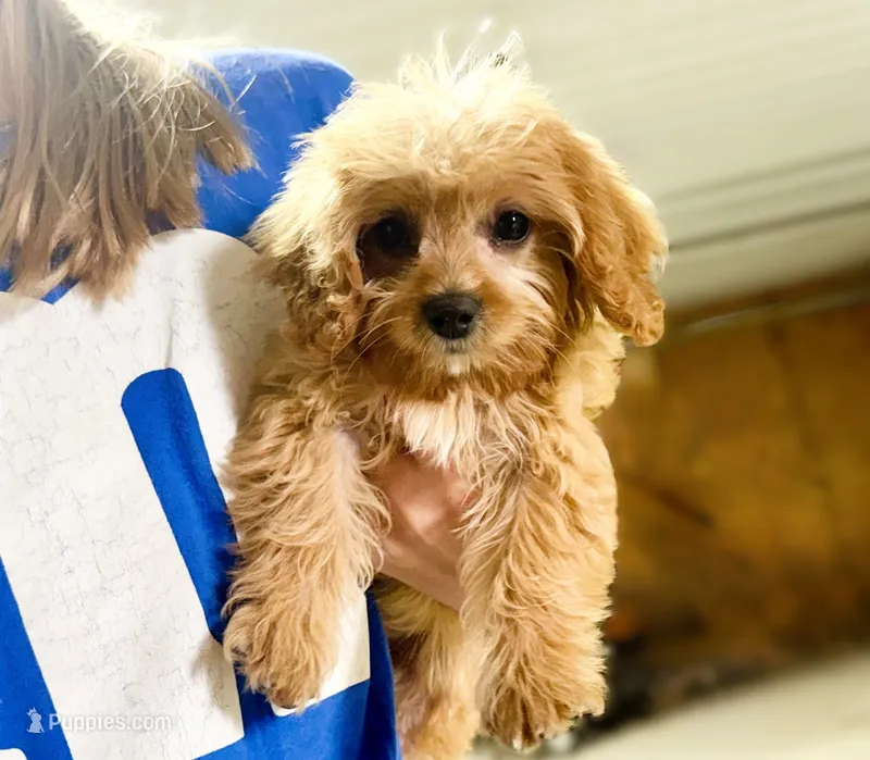Tobie – Cavapoo puppy for sale in Baileyville, KS