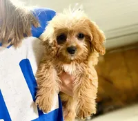 Tobie, a male Cavapoo for sale in Baileyville, KS – 2 of 4