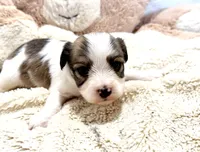 Max, a male Cavachon for sale in Baileyville, KS – 2 of 2