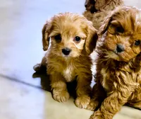 Ryder, a male Cavapoo for sale in Baileyville, KS – 3 of 7