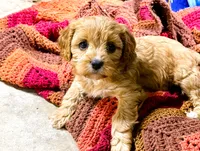 Harper, a female Cavapoo for sale in Baileyville, KS – 3 of 7
