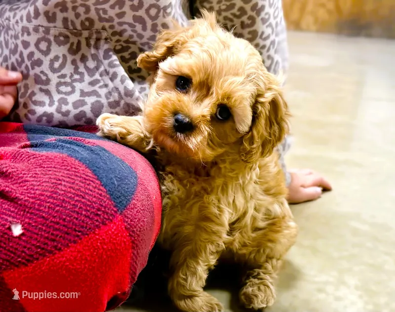 Lucas – Cavapoo puppy for sale in Baileyville, KS