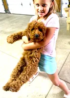 Grace, a female Miniature Labradoodle for sale in Baileyville, KS – 2 of 5