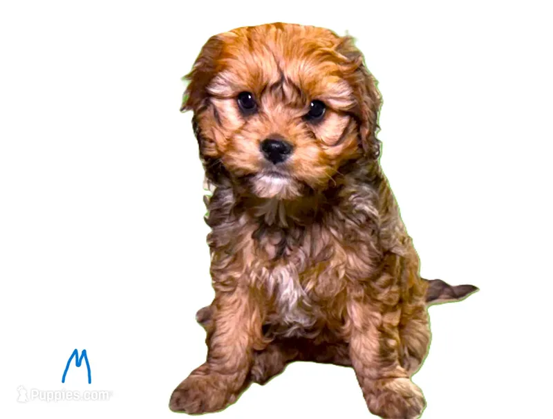 Broady – Cavachon puppy for sale in Baileyville, KS